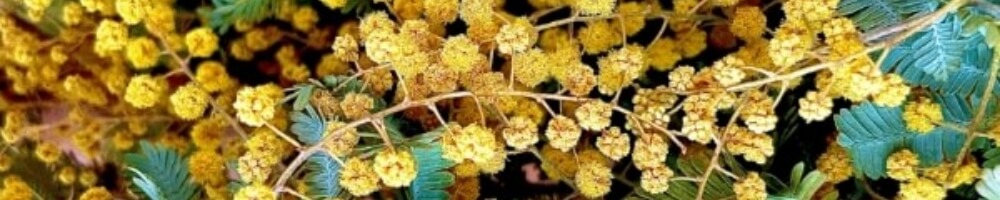 丸い花の背景写真