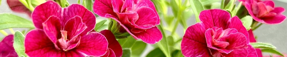 ピンクの花の背景写真
